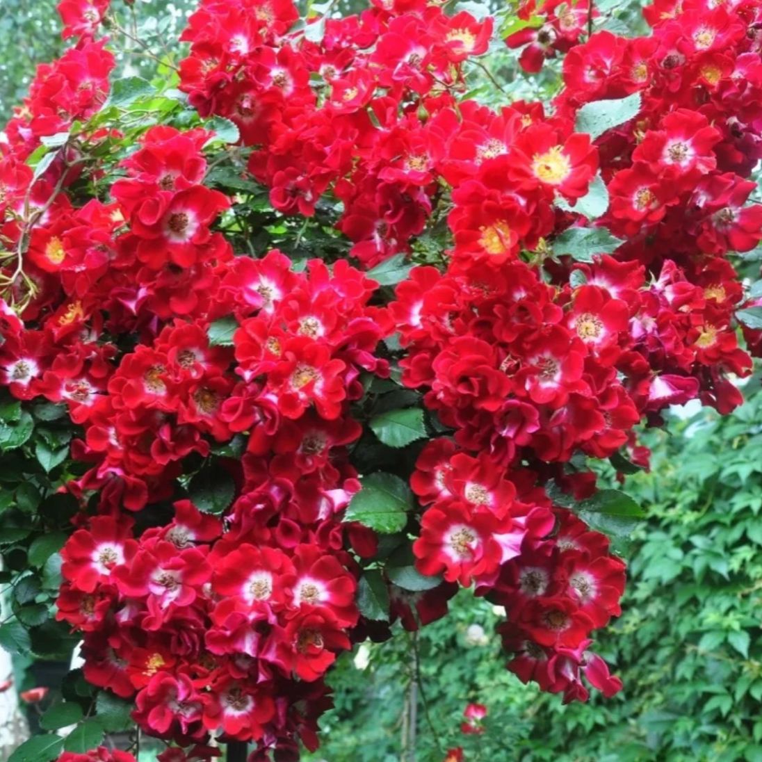 Роза почвопокровная Руж Мейяндекор купить по цене 320₽ за 1 шт. в Дербенте  в интернет-магазине «Посадика»